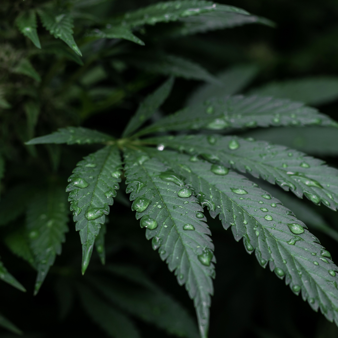 Umorzenie postępowania w&nbsp;sprawie posiadania środków odurzających czyli jak „legalne” cbd stało się źródłem kłopotów.